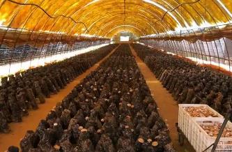 黑龍江杜爾伯特：菌菇產業多點開花全域推進