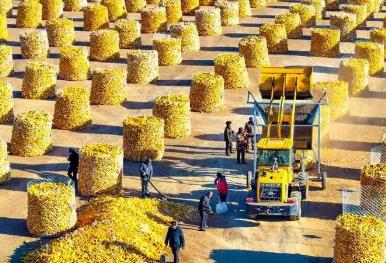 提單產增產能 內蒙古向千億斤糧食目標邁進