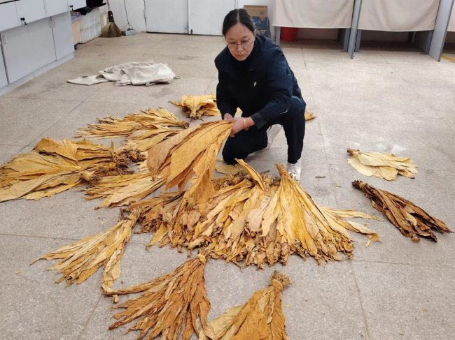 三十載深耕金葉間 匠心篤行鑄匠魂  ——記楚雄復烤廠煙葉評級高級技師聶曉靜