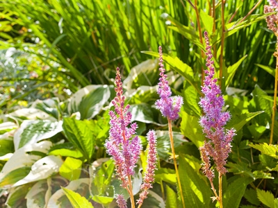 復方刺五加顆粒：源自天然草本的健康守護