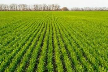 我國主產區冬小麥春季田間管理全面展開