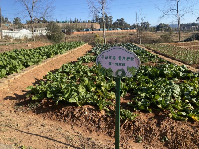 “小菜園”里的“大文章”：從田園實踐中感受人文溫度