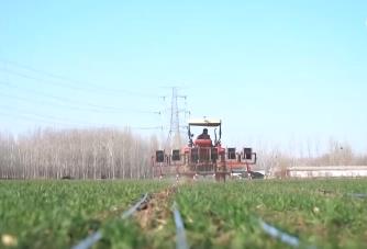 構建“監測預警+技術服務+物資保障”三重防線保障夏糧穩產豐產