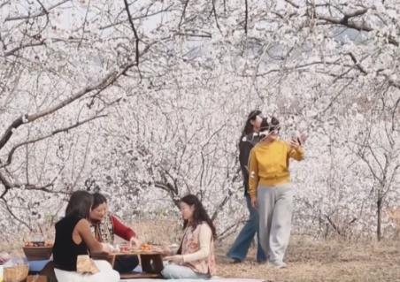 “賞花經濟”激活新消費場景 “農文旅”融合讓特色產業成為鄉村振興新引擎