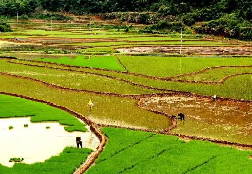 江西萬年：貢米之鄉的春耕“科技范”