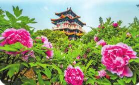 四年四更主題，洛陽牡丹文化節迭新為了什么？