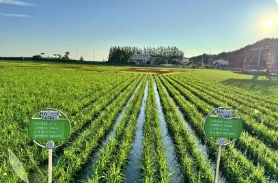 黑龍江慶安：定制農業開辟增收新渠道