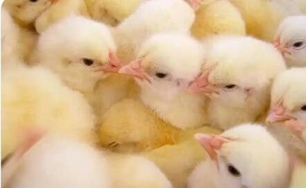 從“一只雞”到“整條鏈”——國產種禽貿易跨越式發展樣本