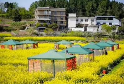 四川發布成德眉資春游線路