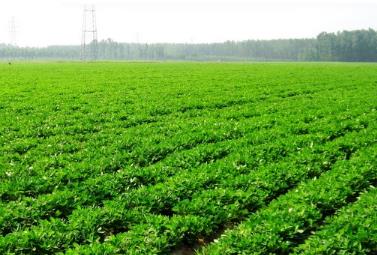 “中國花生之鄉”莒南 加工出口貿易量穩居全國縣域第一