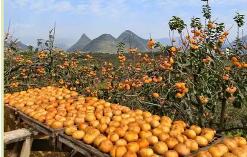 廣西桂林：標準體系助推“小柿子”做成“大產業”