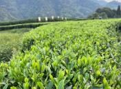 福建省發布全國首個“三茶”統籌標準體系