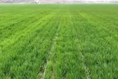 滴“智慧水”、施“營養餐” 冬小麥春管盡顯“科技范兒”“智慧勁兒”