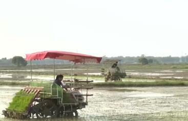 路通渠暢千畝良田插秧忙 高標準農田改造為春耕按下“快進鍵”