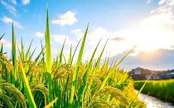 摸清“家底” 我國農業氣候資源普查和區劃全面鋪開