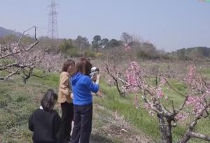 “春賞花、夏采果”農旅互促模式構建新生態 鄉村振興“新”圖景正漸次展開