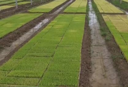 科技加持讓春耕春管奏響“交響曲” 現代農業向新向優為好“豐”景筑牢根基