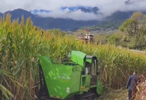 科技創新讓“良種”穩糧倉底氣更足 中國人飯碗端得更穩、更牢