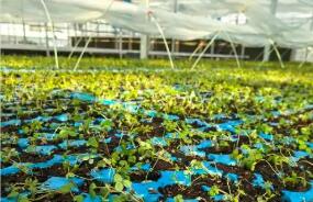 全鏈發展“土特產富” 浙江已建成136條超十億元全產業鏈