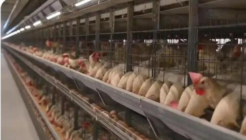 河北曲周縣蛋雞全產業鏈產值突破110億元