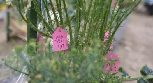 從依賴進口到實現國產替代 “中國種”筑牢“菜籃子”安全根基