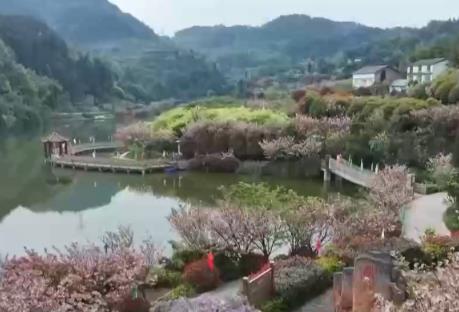 “賞花+”多業態蓬勃發展 農文旅融合讓鄉村“顏值”變“產值”