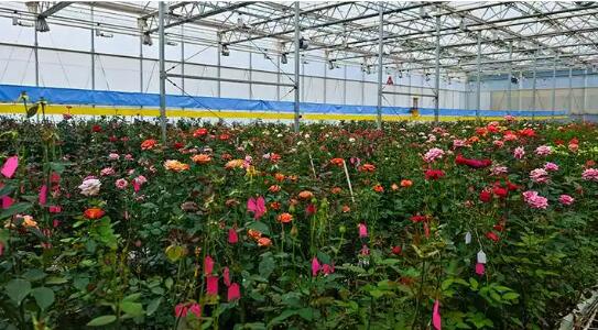 云南省楚雄市：黨建賦能花卉興農富民高質量發展