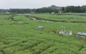 無人機25分鐘巡檢400畝農田　四川樂至“帥府糧倉”藏著“智慧大腦”