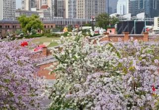 “閩式春天”春意濃！清明假期福建文旅市場持續升溫