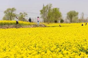 金色花海“吸睛”又“吸金” 山西孝義解鎖農旅融合新路徑
