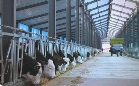 肉蛋奶產量全面增長 “十四五”山西大同畜牧業成績單亮眼