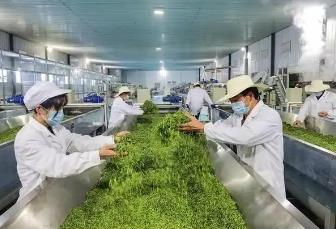 廣東發布9項茶葉產業省級地方標準