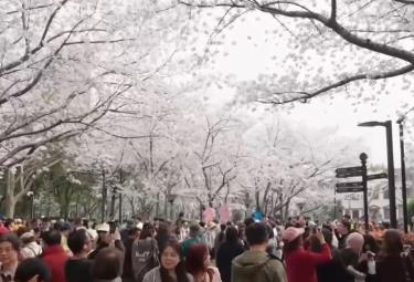 “流動的風景線”串聯多元消費業態 “追花人”奔赴一場“春之約”