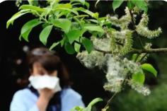 內蒙古科學施策破解花粉過敏性鼻炎防治難題