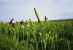 從三分薄地到致富產業 山西大同黃花全產業鏈產值達25億元