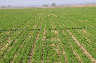 山西：黃土地解鎖“噸半糧”