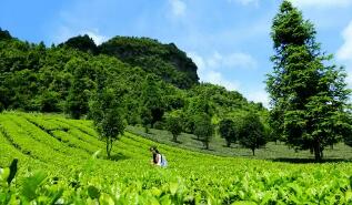 科技助力，貴州茶業發展成效顯著