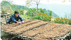 山西晉城黨參產業激活鄉村振興新動能