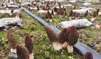 羊肚菌撐起陜西漢中480萬元增收鏈