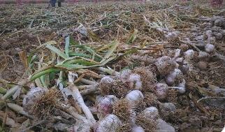 四川綿竹：全鏈發力推動大蒜產業做大做強