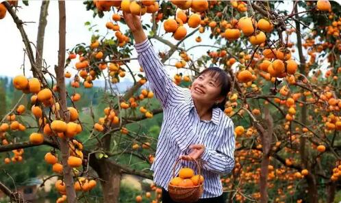 四川仁壽：小水果帶火近郊游 “甜蜜經濟”助推鄉村振興