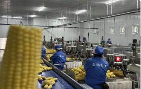 黑龍江明水雙興鎮：集群發力，做深“土特產”文章