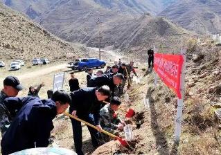 360株 山西省人工繁育丁香葉忍冬首次回歸原生境