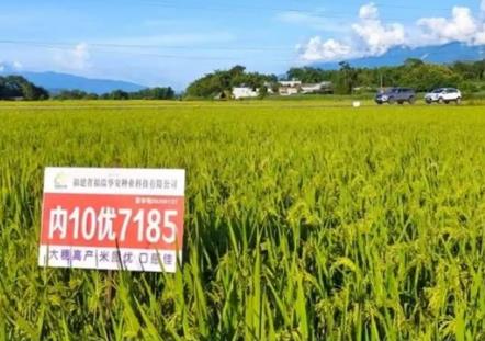 福建新增一個超級稻品種