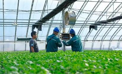 山東濰坊：“智慧農業”點亮特色產業富民路