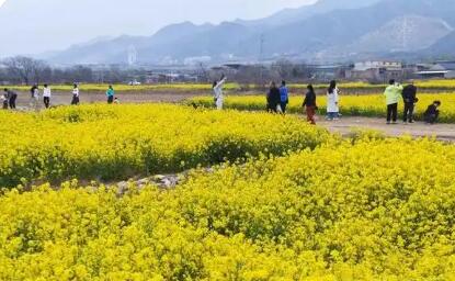 “一片菜花黃”綻放山西運城鄉村振興金色希望