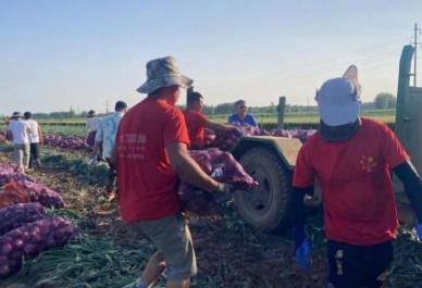 豫西南“洋蔥之鄉”萬余畝洋蔥進入收獲期