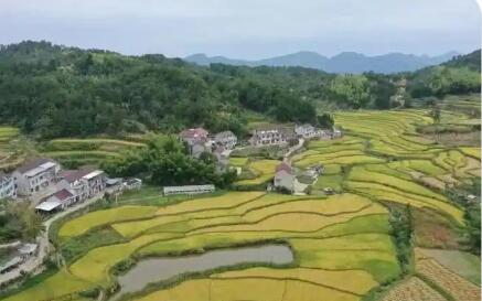 深耕鄉村沃土 繪就振興畫卷——安徽太湖縣全面推進鄉村振興高質量發展紀實