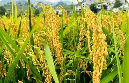“四良”融合強品牌 貴州水稻產能提升行動見實效