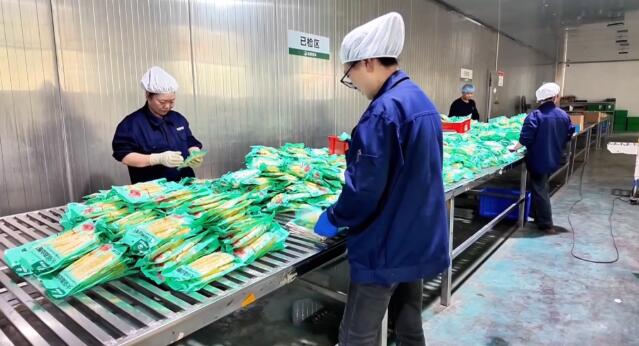 湖南桃江：完善路網強鏈條 春筍產業促增收